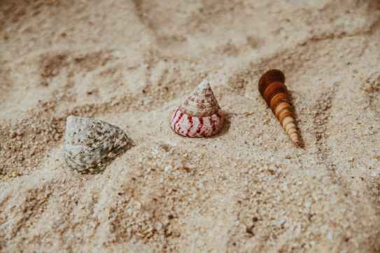 three assorted sea shells on brown sand